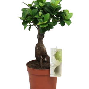 FICUS BONSAI