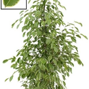 FICUS  BENJAMINA  GOLDEN