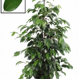 FICUS DANIELLE